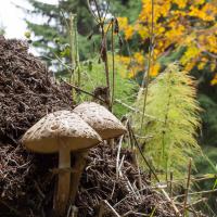 Au royaume des fourmis