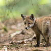 Aux abords du terrier