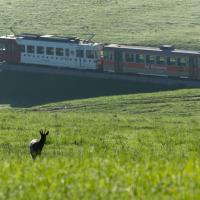 En regardant passer le train