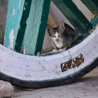 Dans la roue, Pushkar, Inde