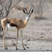 En groupe, Impala, Namibie