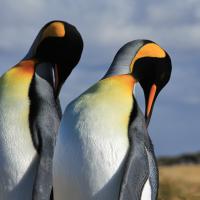 Se faire beau, Manchot royaux, Patagonie chilienne